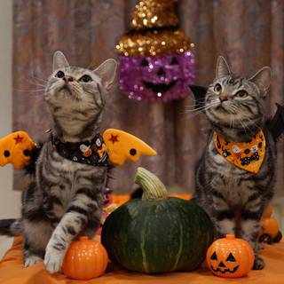 Halloween animals wallpaper