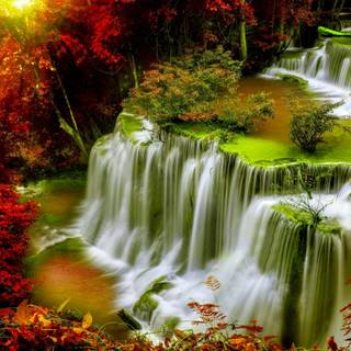 Forest red leaves wallpaper