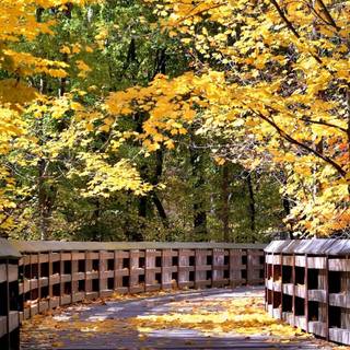 Autumn bridge wallpaper