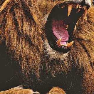 Lion King roar wallpaper