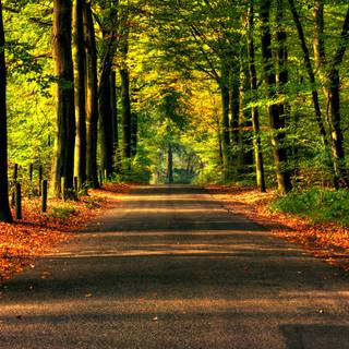 Entrance to Autumn wallpaper