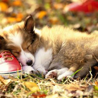 Thanksgiving puppy wallpaper