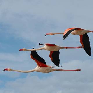 Synchronized wallpaper