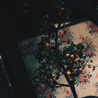 Orange VSCO wallpaper