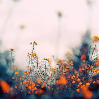 Aesthetic green floral HD wallpaper