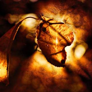 Autumn macro HD wallpaper