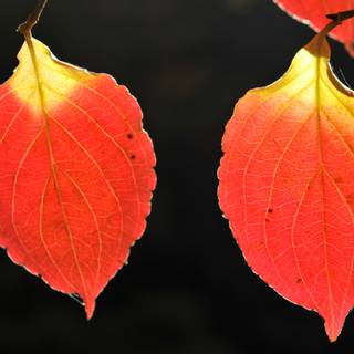 Autumn macro HD wallpaper