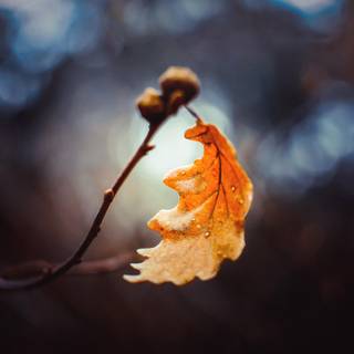 Macro autumn wallpaper