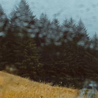 Forest rain wallpaper