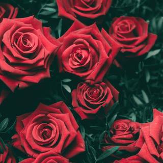 Vintage rose iPhone wallpaper
