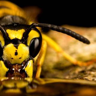 Macro bees wallpaper