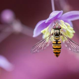 Macro bees wallpaper