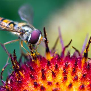 Macro animals wallpaper