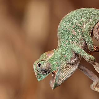 Macro animals wallpaper