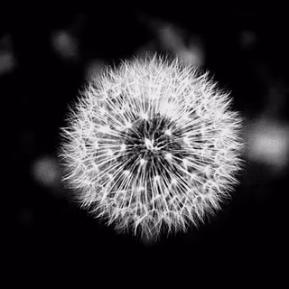 Macro black and white wallpaper