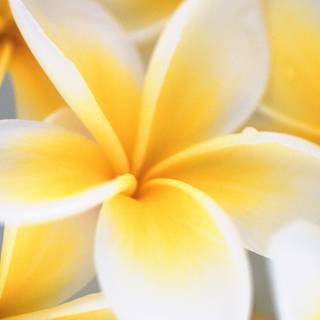 Yellow and white wallpaper
