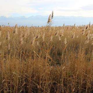 In the tall grass wallpaper