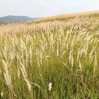 In the tall grass wallpaper