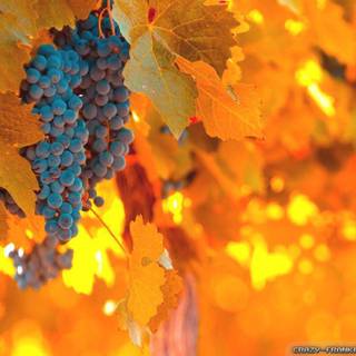 Autumn in Italy wallpaper