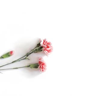 Aesthetic flower wallpaper