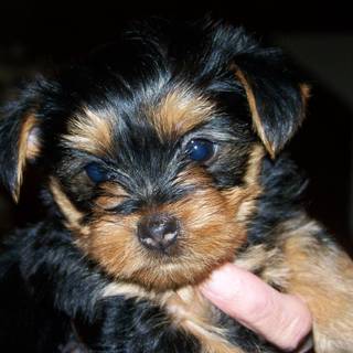 Yorkie Poodle wallpaper