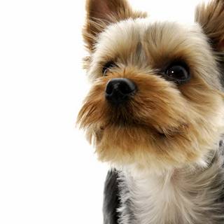 Yorkie Poodle wallpaper