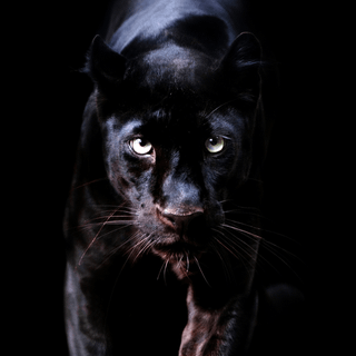 Black panthers wallpaper