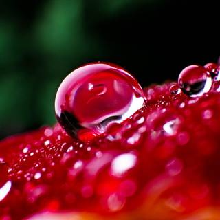 Macro nature wallpaper