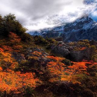 Aesthetic nature wallpaper