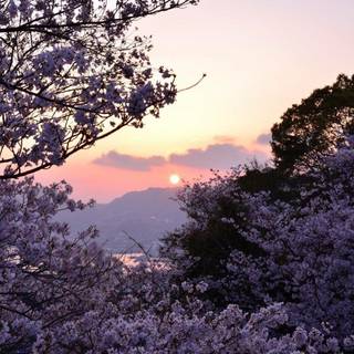 Aesthetic nature wallpaper