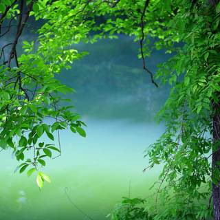 Green tree wallpaper