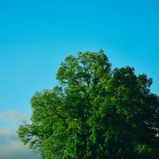 Green tree wallpaper