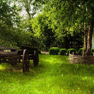 Green tree wallpaper