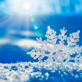 Macro winter wallpaper