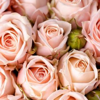 Aesthetic pink roses wallpaper