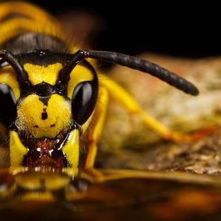 Macro photography wallpaper