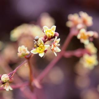 Macro photography wallpaper