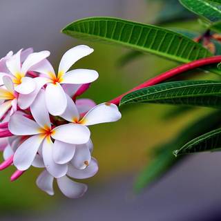 Macro photography wallpaper