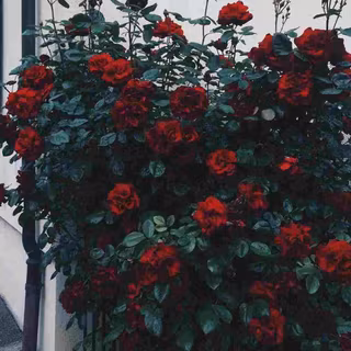 Girl flower aesthetic wallpaper