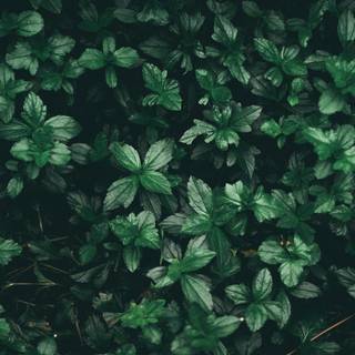 Aesthetic green wallpaper