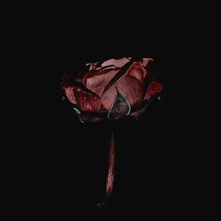 Flower aesthetic dark wallpaper