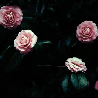 Flower aesthetic dark wallpaper