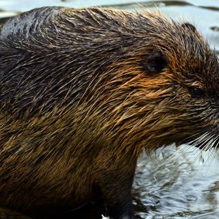 Nutria wallpaper