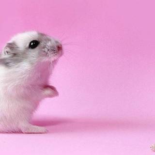 Hamster Kawaii wallpaper