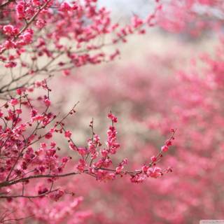 Pink aesthetic Japan wallpaper