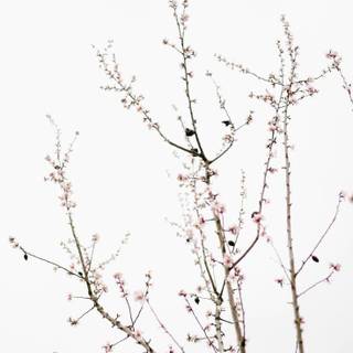 Pale aesthetic phone wallpaper