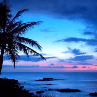 Blue palms wallpaper