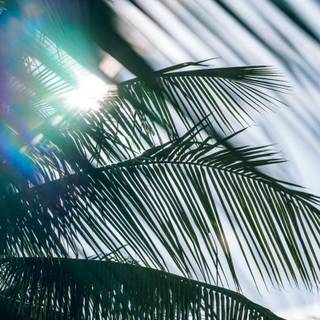 Blue palms wallpaper