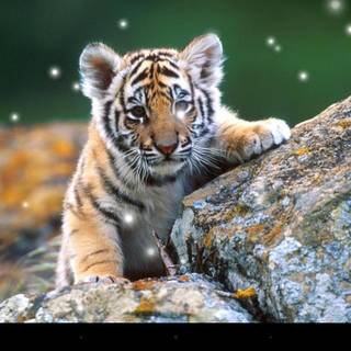 Tiger pups wallpaper