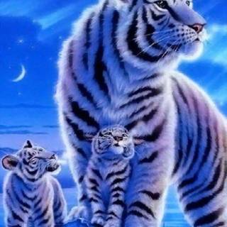 Tiger pups wallpaper